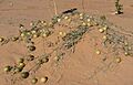 Adrar-Coloquintes