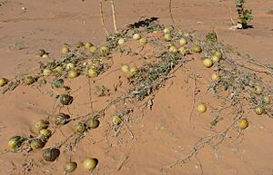 Adrar-Coloquintes