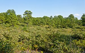 Albany Pine Bush landscape