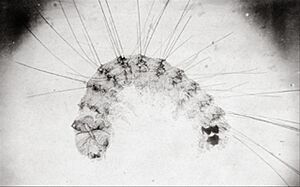 Alois Auer- polygraphische