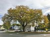 American Elm Tree, Old South Street, Northampton, MA - October 2019.jpg