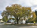 American Elm Tree, Old South Street, Northampton, MA - October 2019