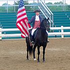 American Morgan Horse cropped.jpg