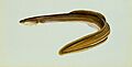 American eel