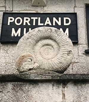 Ammonite.600pix