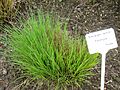 Andropogon gerardii - Berlin Botanical Garden - IMG 8625