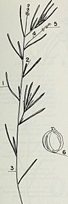 Aquatic plants of Illinois; an illustrated manual including species submersed, floating, and some of shallow water and muddy shores (1966) (19740088632)