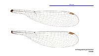 Archiargiolestes pusillissimus female wings (34787839466)