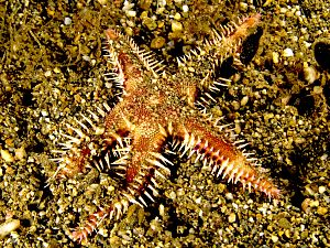 Astropecten polycanthus (Starfish).jpg