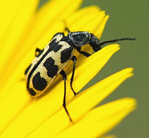 Astylus atromaculatus Coetze2.jpg