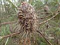 Banksia neoanglica fruit