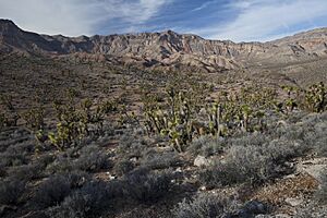 Beaver Dam Mountains Wilderness (9413562080)
