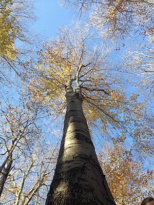 Beech Tree in Warren Woods, MI, USA