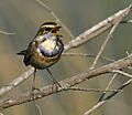 Bluethroat AMSM6577