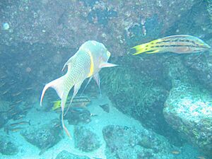 Mexican hogfish Facts for Kids