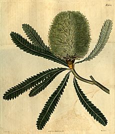 Botanical Magazine 2671 Banksia aemula