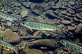 Brook trout 01
