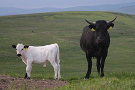 Bull calf by AI in Scotland