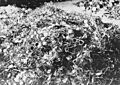 Bundesarchiv Bild 183-R69919, KZ Auschwitz, Brillen