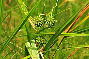 Bur-reed (Sparganium eurycarpum) Sand Lake Wetland Management District 01 (14385334072).jpg