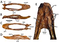 Caenagnathus mandible.jpg