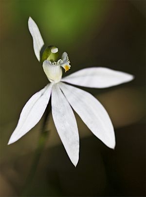 Caladenia catenata - Flickr 003.jpg