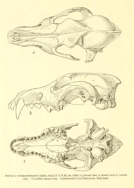 Canis ambrusteri skull