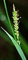 Carex panicea 01