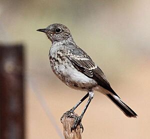Cercomela schlegelii -Northern Cape, South Africa -juvenile-6