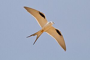 Chelictinia riocourii -Far North Region, Cameroon -flying-8.jpg