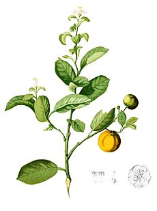 Citrus madurensis Blanco1.185-cropped