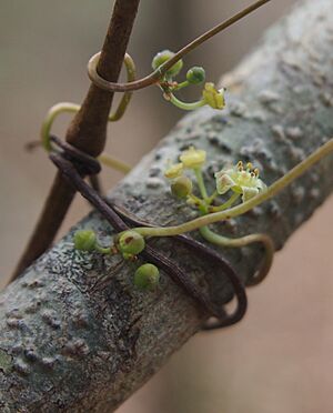 Clematicissus opaca flower