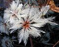 Clematis-vitalba-Waldrebe(Samenstand)
