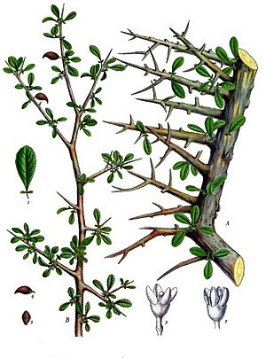 Commiphora myrrha - Köhler–s Medizinal-Pflanzen-019