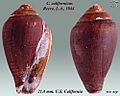 Conus californicus 2