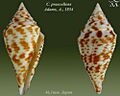 Conus praecellens 2