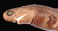 Cookiecutter shark head