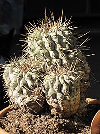 Copiapoa cinerea 3