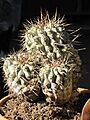 Copiapoa cinerea 3