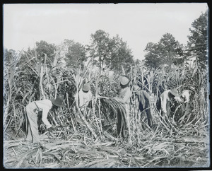 Cutting sugar cane on the Marshall Farm, Tuskegee, Ala. LCCN2014646487