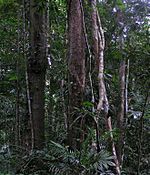 The Daintree Rainforest in Queensland, Australia is an example of a climax forest ecosystem.