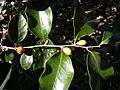 Diospyros geminata foliage and fruitII