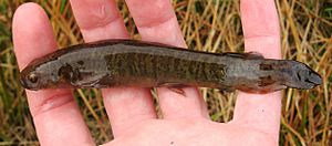 Eldon's galaxias (Galaxias eldoni)