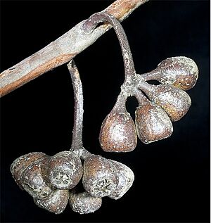 Eucalyptus eremophila fruit