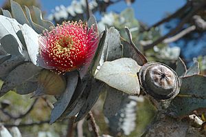 Eucalyptus rhodantha flower