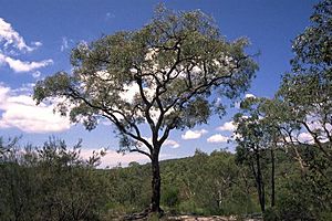 Eucalyptus squamosa.jpg