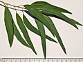 Eucalyptus tricarpa - adult leaves