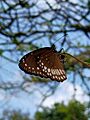 Euploea core at thachangad