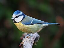 Eurasian blue tit Lancashire.jpg