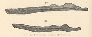 FMIB 41570 Adult spawning male (A) and Female (B) Lake Lampreys.jpeg